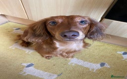Dachshund dogs for stud: Miniature Red Long Haired Dachshund For Stud  - Image 16
