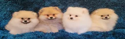 Pomeranian dogs for sale: Stunning KC Pomeranian Puppies for sale - Advert 13
