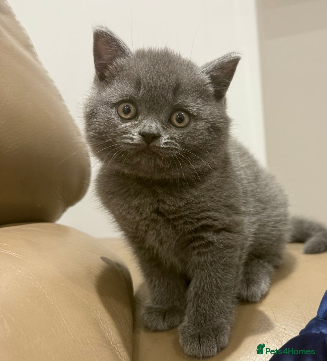 British Shorthair cats for sale: 3 British Shorthair kittens ready for loving home  - Advert 9