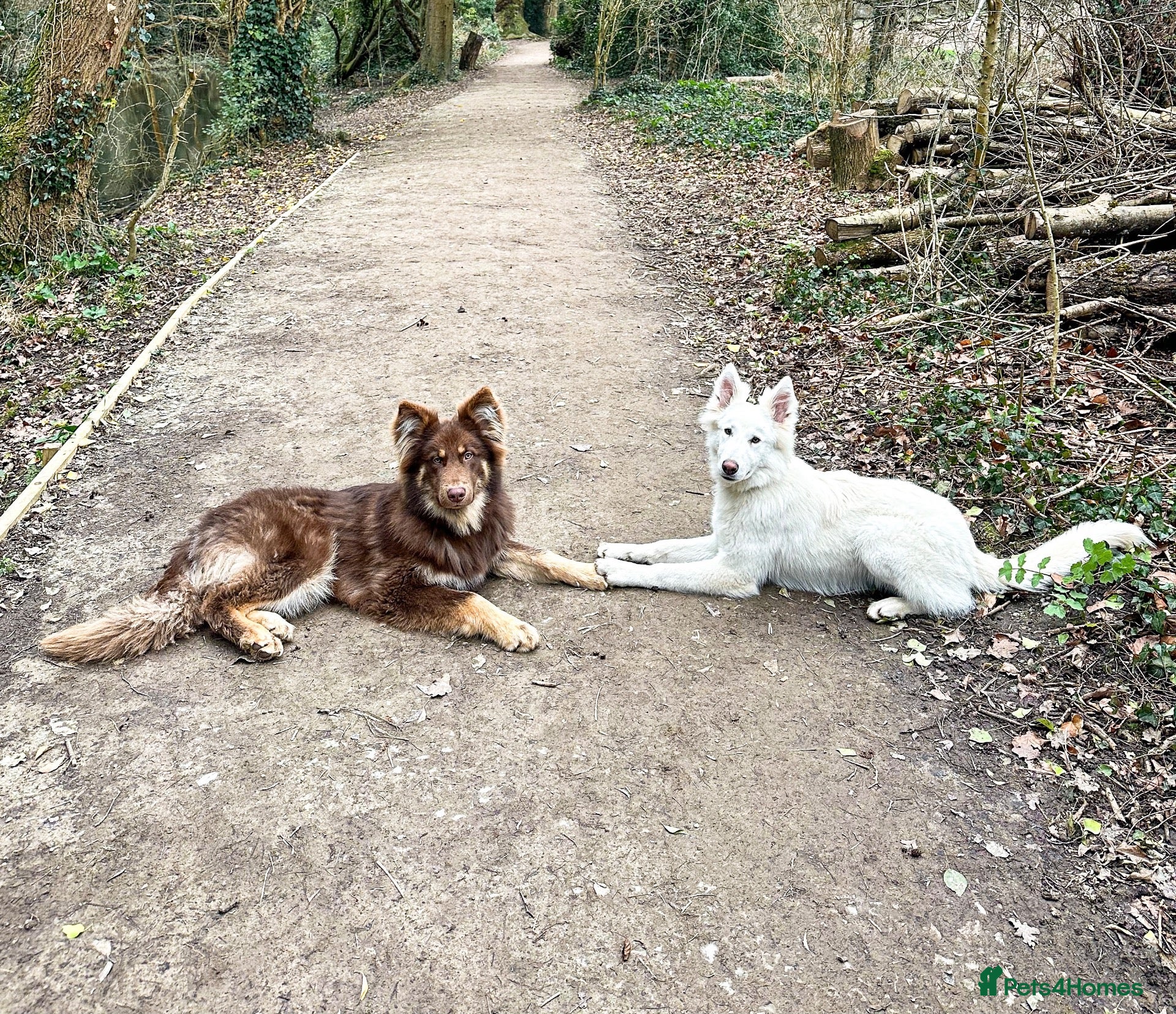 Mixed Breed dogs German Shepherd x White Swiss Shepherd - Advert 1