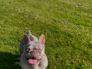 Mixed Breed dogs Adorable Frenchie x Pocket Bully Pups - Advert 21