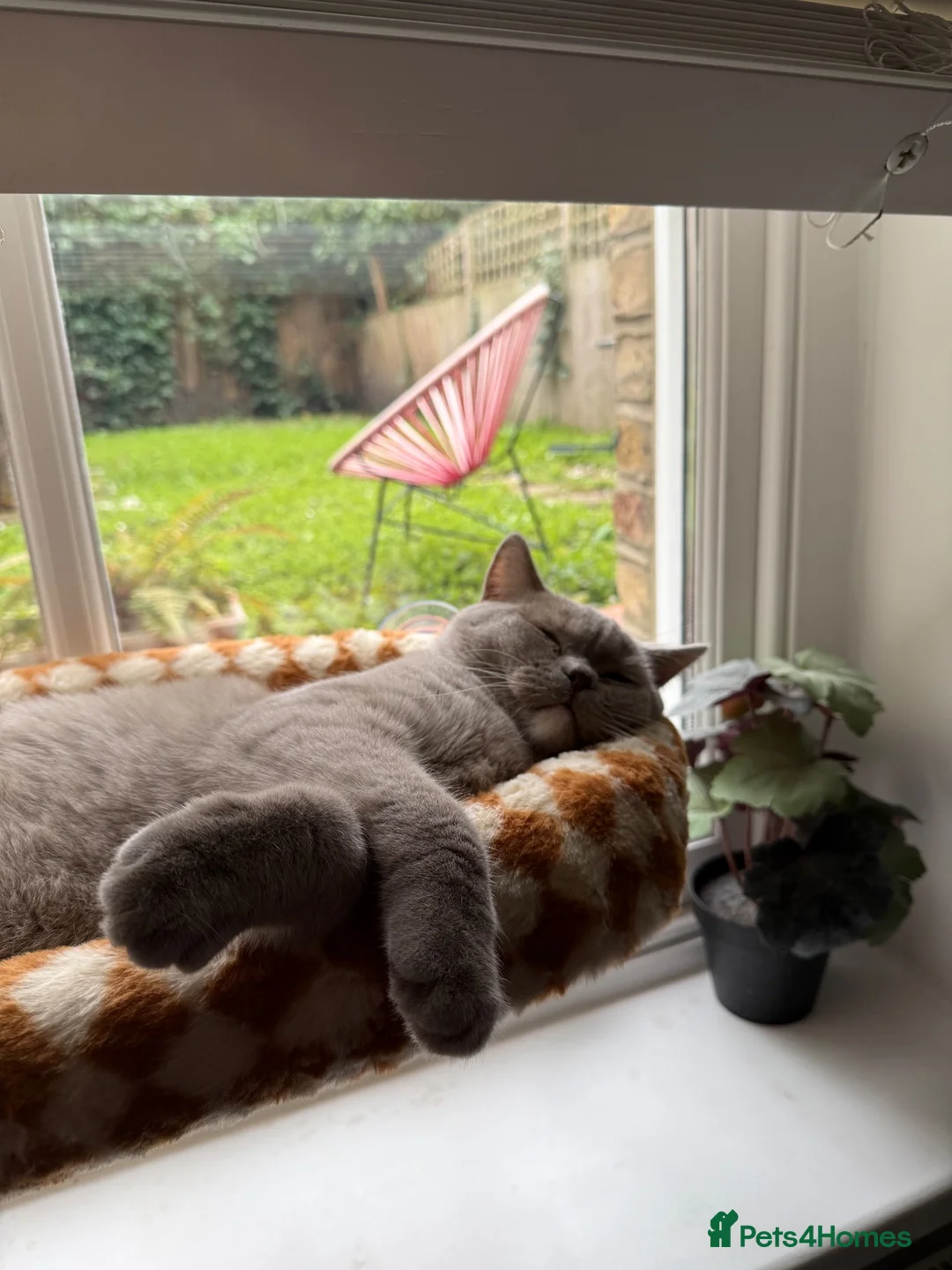 British Shorthair cats for sale: Stunning odd eye lilac boy - 15 months  - Advert 17