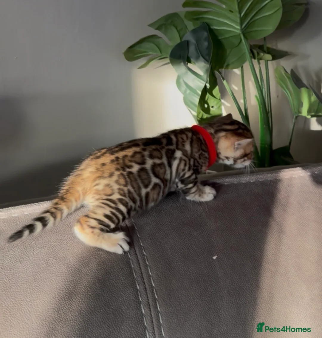 Bengal cats for sale: Beautiful Pedigree Bengal kittens for sale  - Advert 19