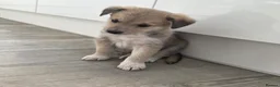 Mixed Breed dogs for sale: 🐶 Gorgeous Border Collie Cross Puppies - Advert 23