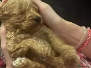 Cockapoo dogs 1 Beautiful F1bb toy cockapoo left - Advert 15