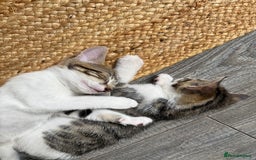 Domestic Shorthair cats for sale: Family-Raised Kittens, Friendly, Playful Ready Now - Image 10