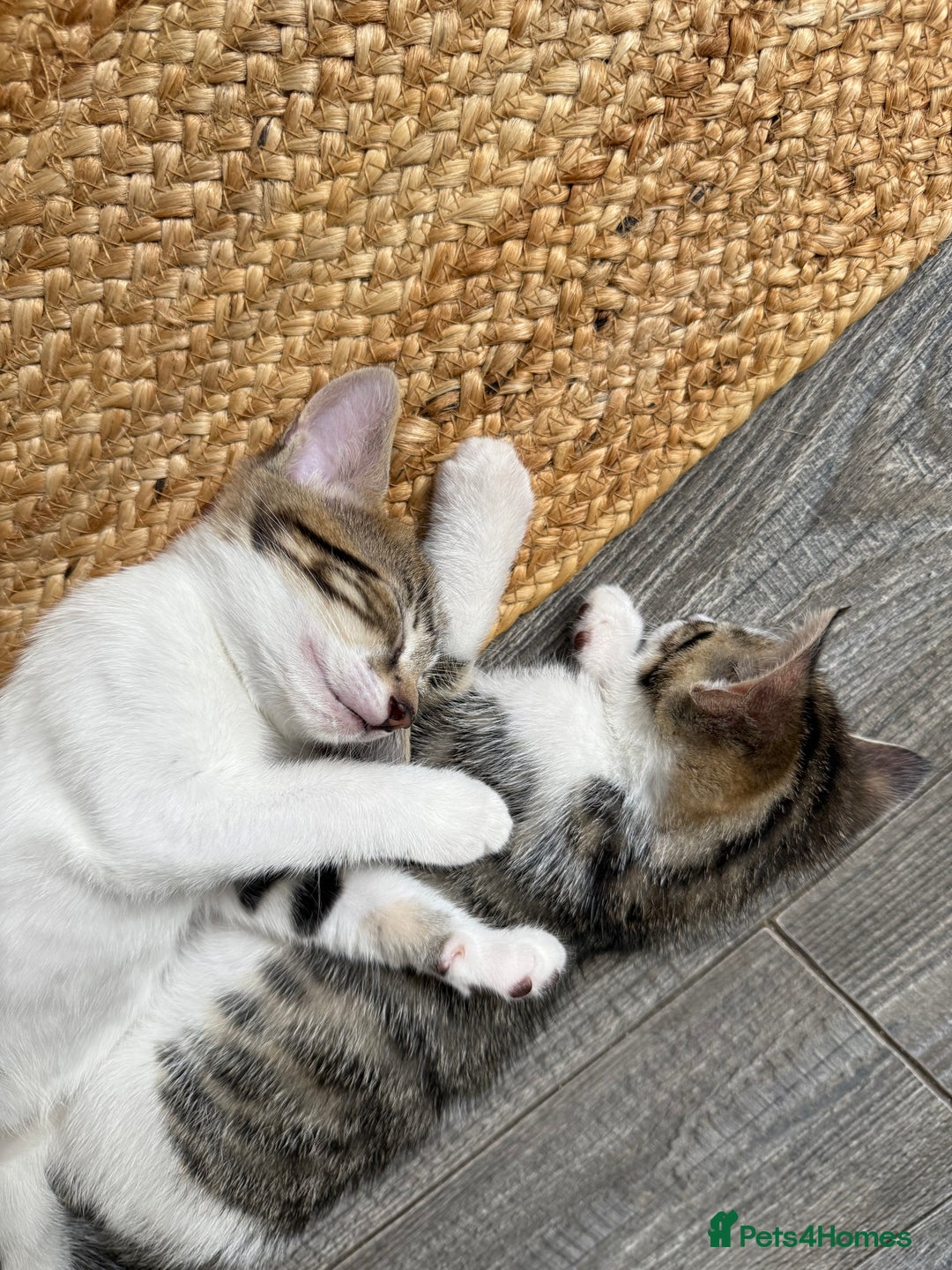 Domestic Shorthair cats for sale: Family-Raised Kittens, Friendly, Playful Ready Now - Image 10