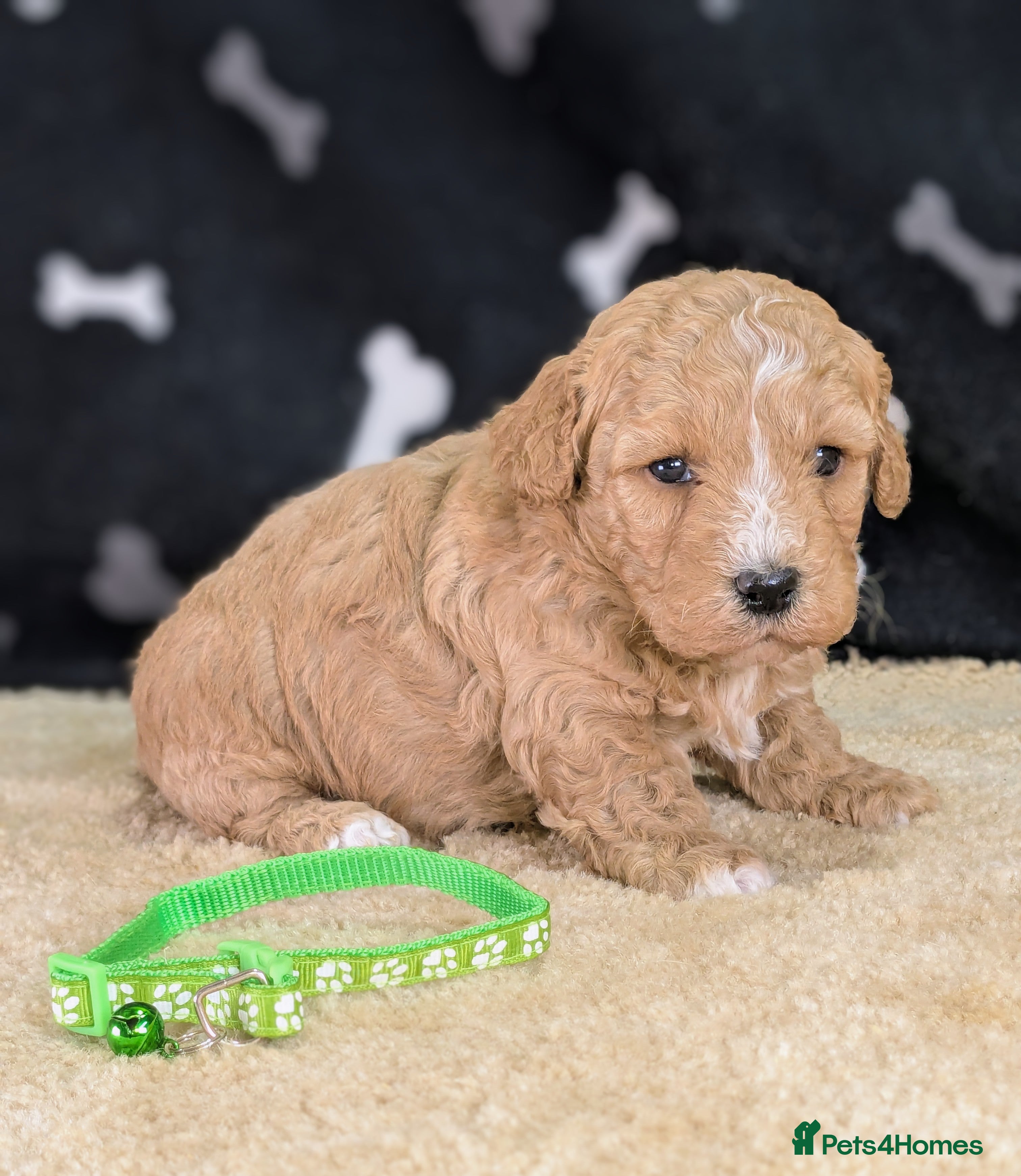 Cavachon dogs 🐾 3 Little Gentlemen Seeking Their Forever Sofas! - Advert 2