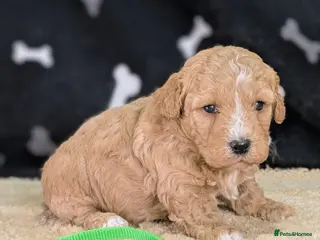 Cavachon dogs 🐾 3 Little Gentlemen Seeking Their Forever Sofas! - Advert 2