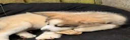 Pomsky dogs for sale: Last boy he had found his forever home please read - Advert 14