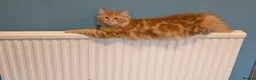 Maine Coon cats for sale: Maine Coon kittens  - Advert 6