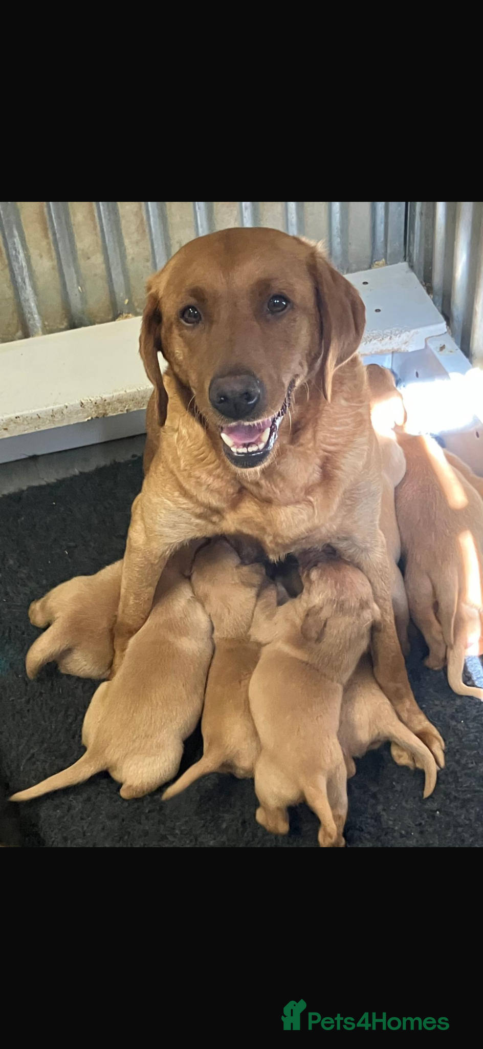 Labrador Retriever dogs Fox red Labradors  - Advert 7