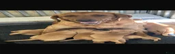 Labrador Retriever dogs for sale: Fox red Labradors  in Sheffield - Advert 1