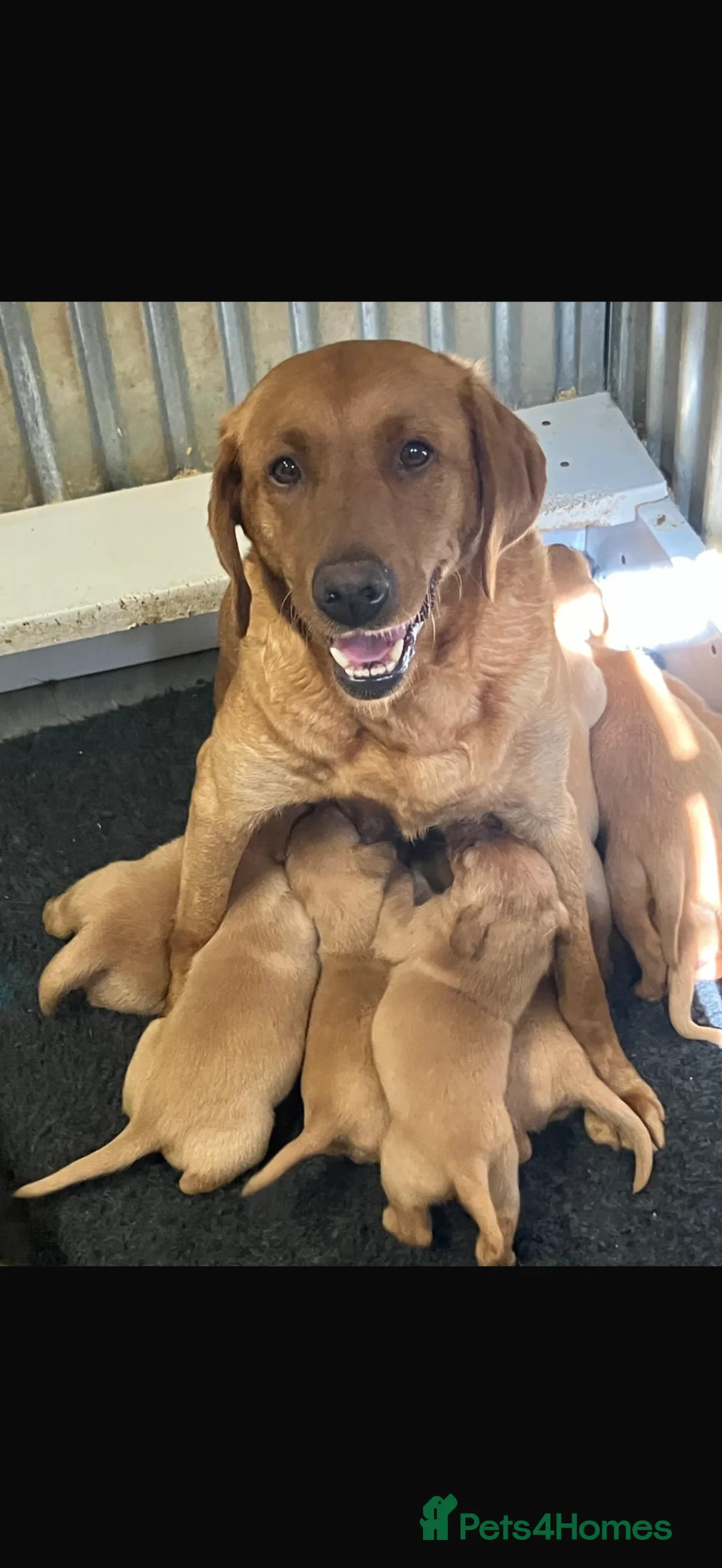 Labrador Retriever dogs for sale: Fox red Labradors  in Sheffield - Advert 1