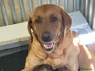 Labrador Retriever dogs Fox red Labradors - Advert 1