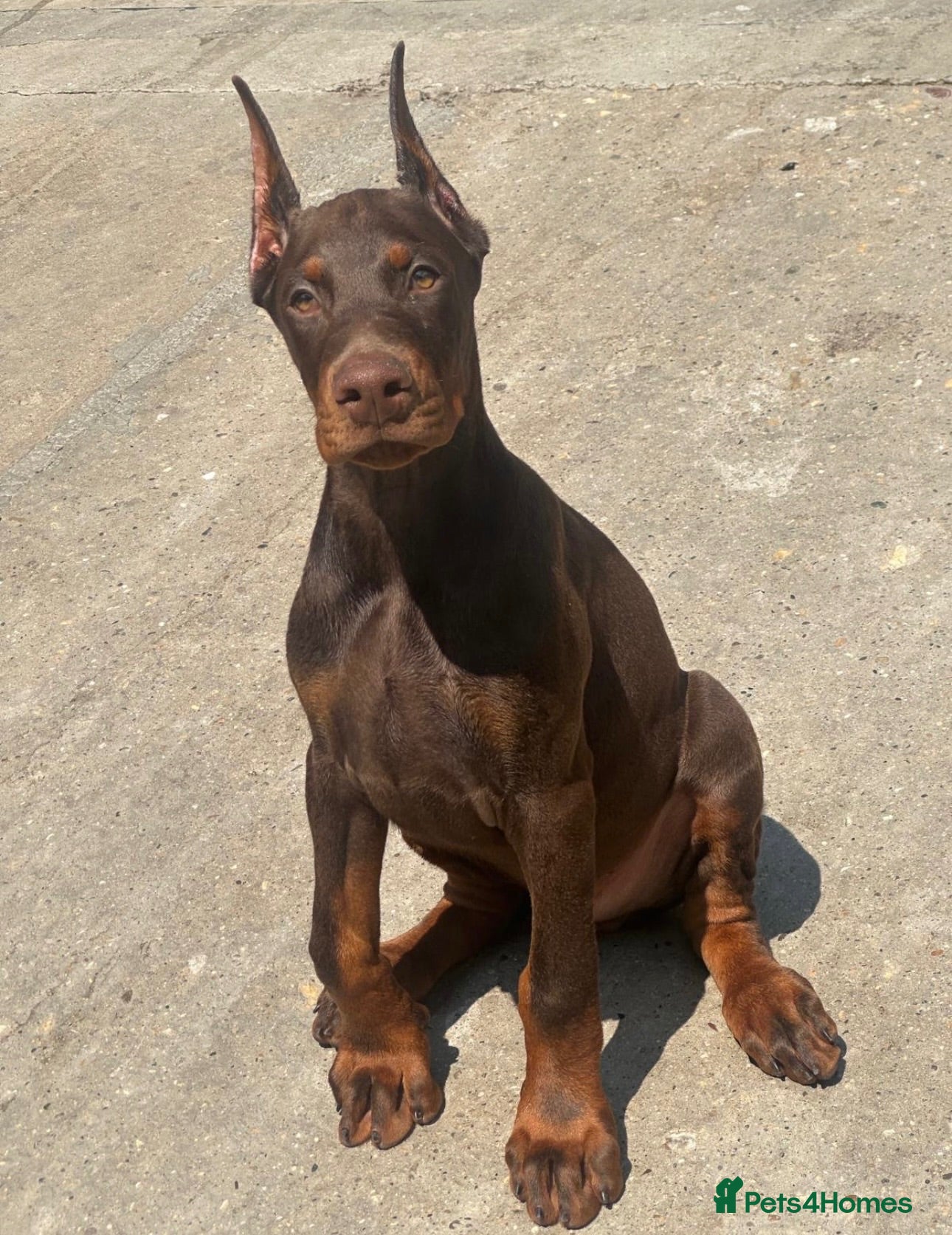 Dobermann dogs European Dobermann Puppy for sale  - Advert 1
