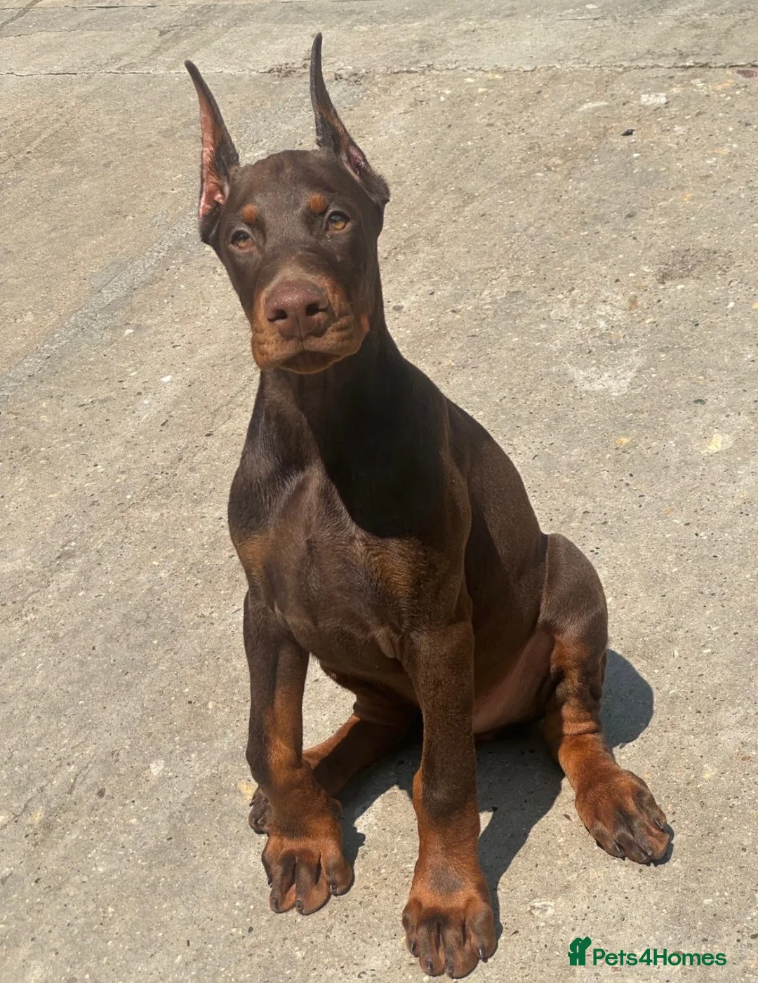 Dobermann dogs for sale: European Dobermann Puppy for sale  - Advert 1