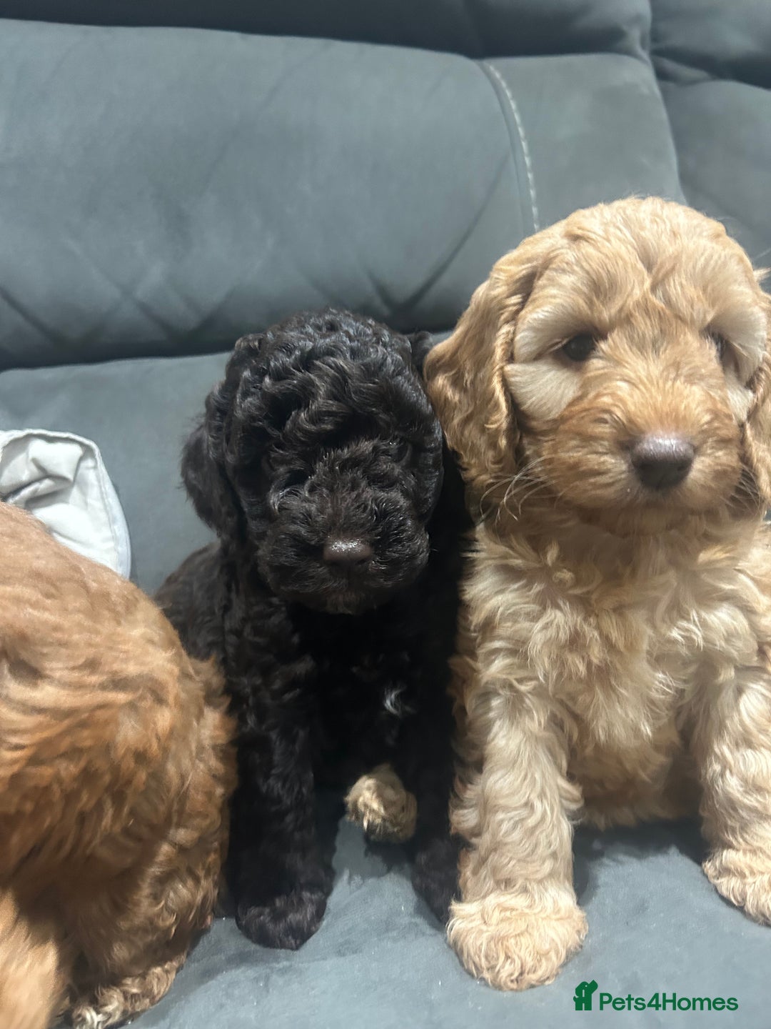Cockapoo dogs for sale: All female fluffy Cockapoo puppies - Advert 7