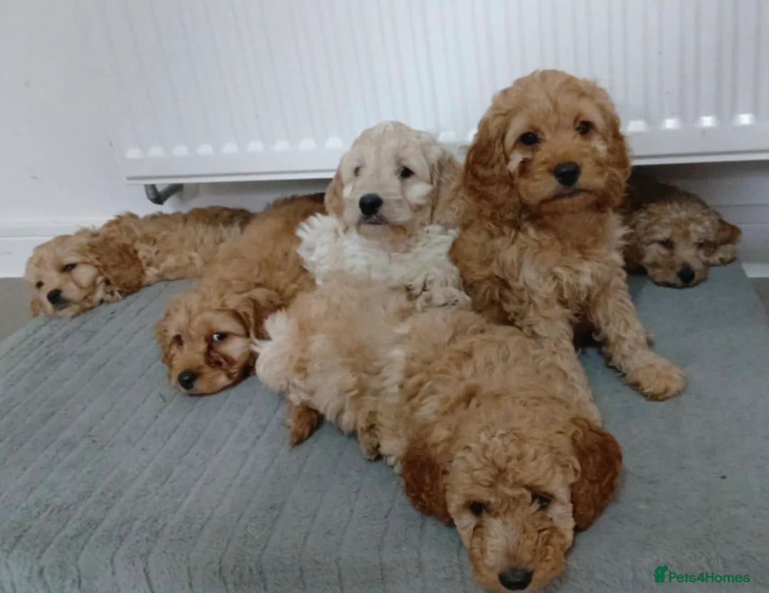 Cavapoo dogs for sale: Cavapoo (ready to leave) - Advert 3