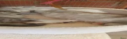 Maine Coon cats for sale: Maine Coon Kittens looking for new loving home in Birmingham - Advert 22