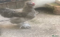 Chickens poultry for sale: FREE silkie cockerel (grey) FREE (20weeks) - Image 4