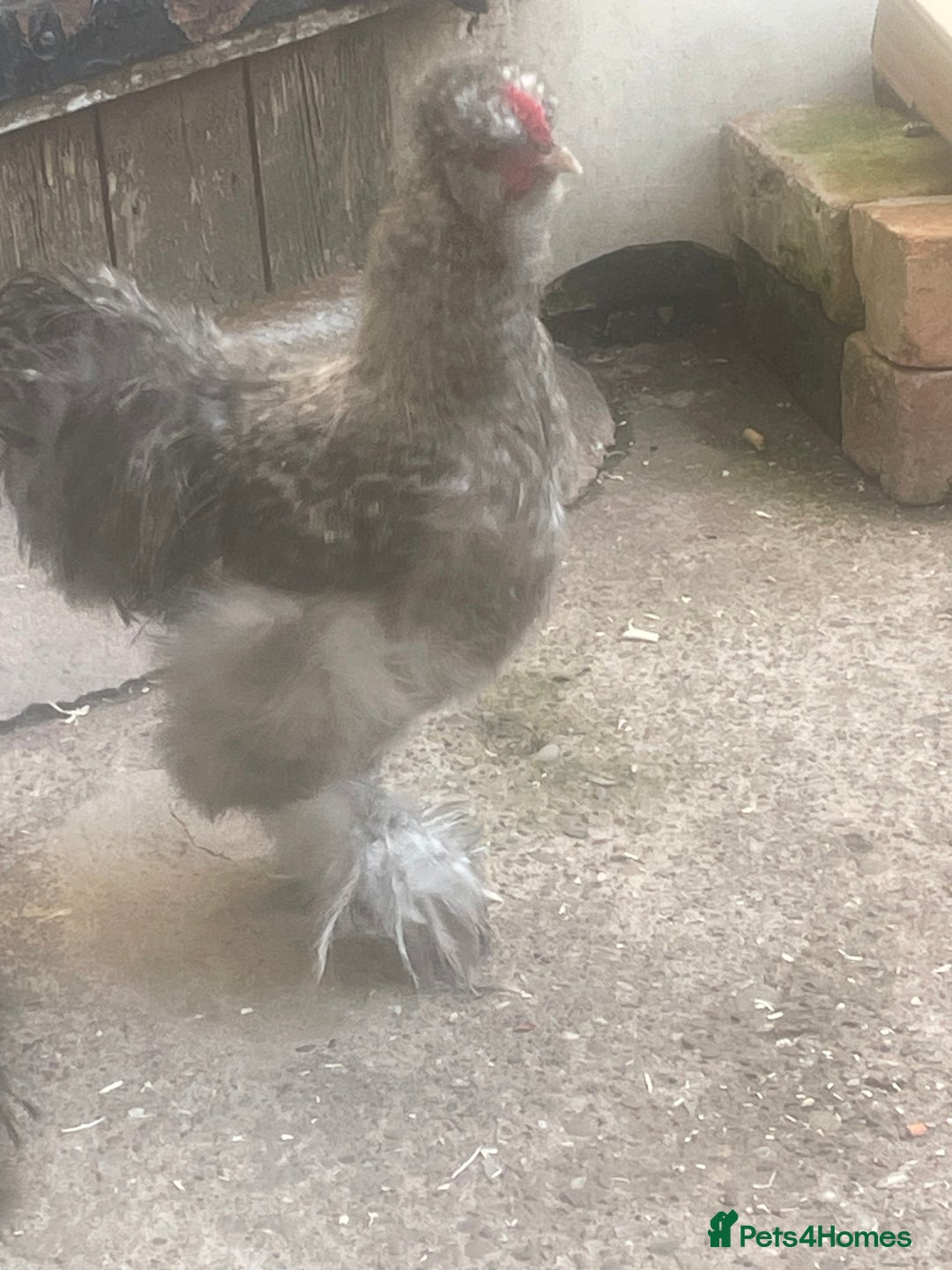 Chickens poultry for sale: FREE silkie cockerel (grey) FREE (20weeks) - Image 4