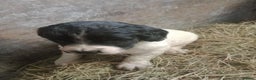 English Springer Spaniel dogs for sale: Adorable English springer spaniels - Advert 8