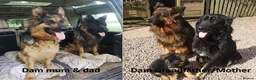 German Shepherd dogs for sale: ONLY 4 AMAZING GIRLS LEFFT in Nottingham - Advert 10