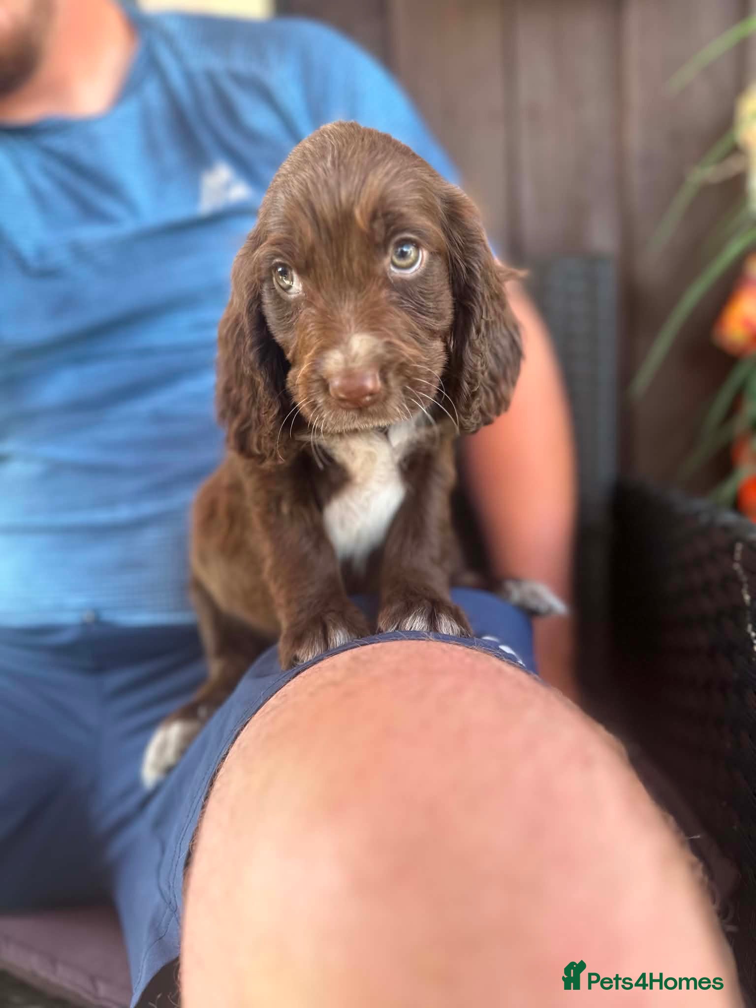 Cocker Spaniel dogs Cocker spaniel puppy girl checked first injection - Advert 17