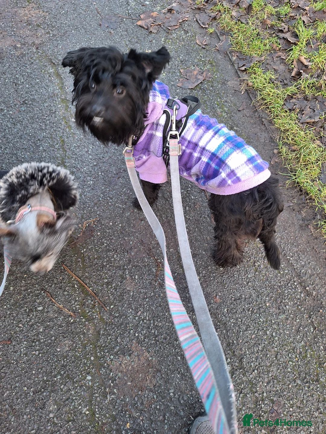 Mixed Breed dogs for sale: BUDDY-BEAR - Advert 2