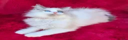Ragdoll cats for sale: GCCF Registered Ragdoll Kittens  - Advert 13