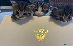 Mixed Breed cats for sale: Adorable tabby girl kitten looking for a home - Image 2