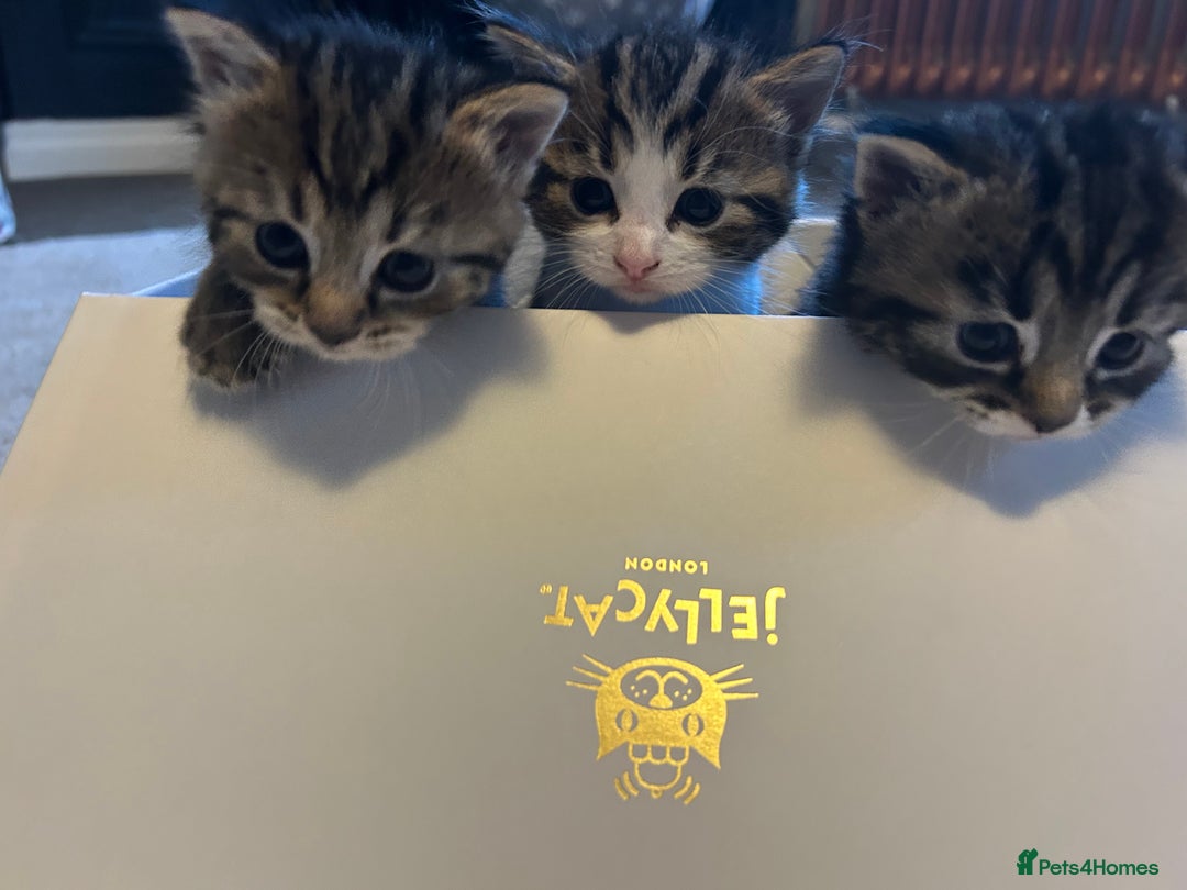 Mixed Breed cats for sale: Adorable tabby girl kitten looking for a home - Image 2