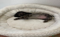 Cocker Spaniel dogs for sale: KC Show Chocolate Roan Boy! - ready 5th October!! - Image 3