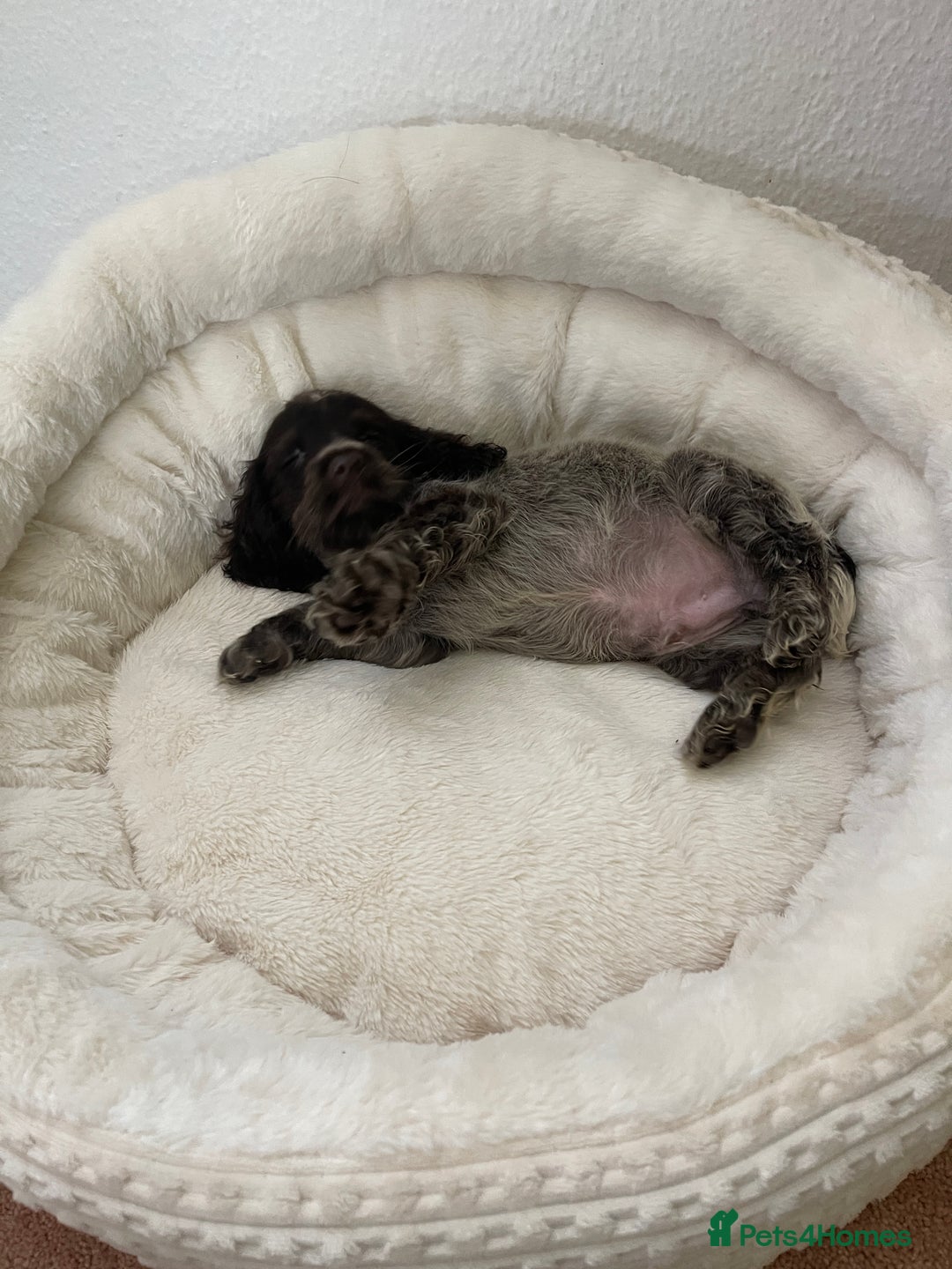 Cocker Spaniel dogs for sale: KC Show Chocolate Roan Boy! - ready 5th October!! - Image 3