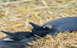 Rex rabbits for sale: Rex + lionheads for sale! - Image 2