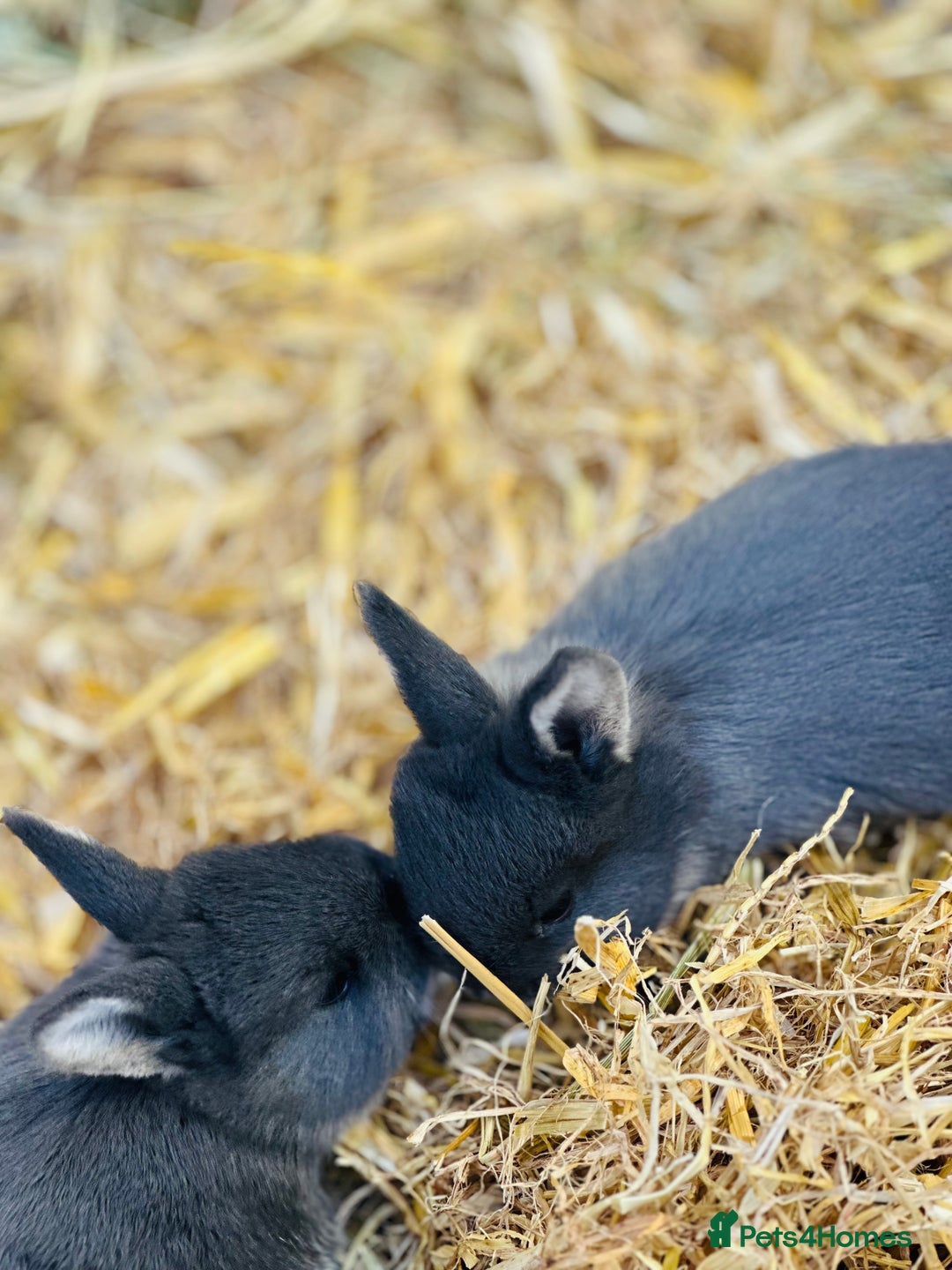 Rex rabbits for sale: Rex + lionheads for sale! - Image 2