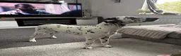 Dalmatian dogs for sale: KC Registered Deaf Dalmatian 7 Months Old - Advert 3