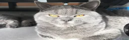 British Shorthair cats for sale: 4 years old gorgeous Blue BSH neutered girl  - Advert 5