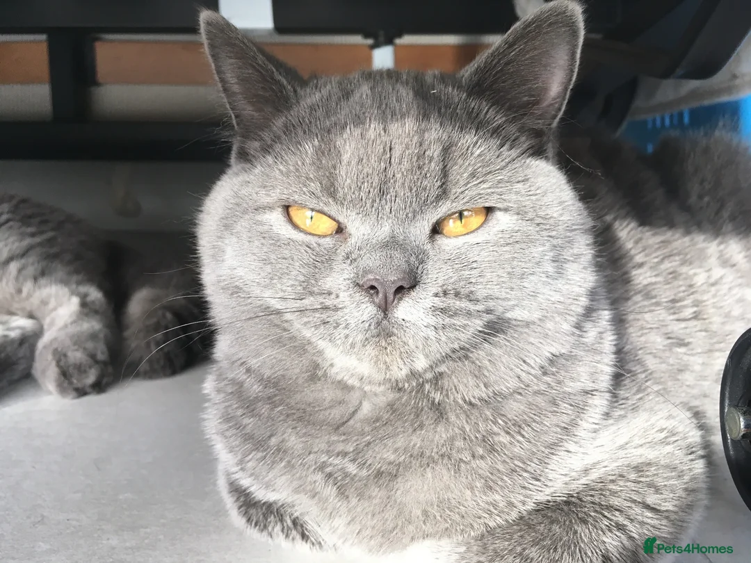 British Shorthair cats for sale: 4 years old gorgeous Blue BSH neutered girl  - Advert 5