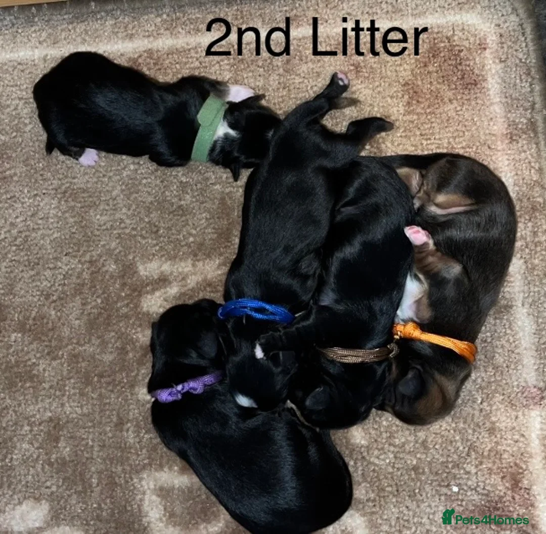 Lhasa Apso dogs for sale: Lhasa Apso PUPS DUE 6/3/26 kc reg - Advert 2