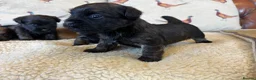 Mixed Breed dogs for sale: Cairn x Patterdale  - Advert 10
