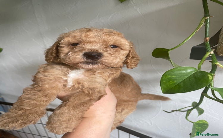 Cockapoo dogs - Advert 11