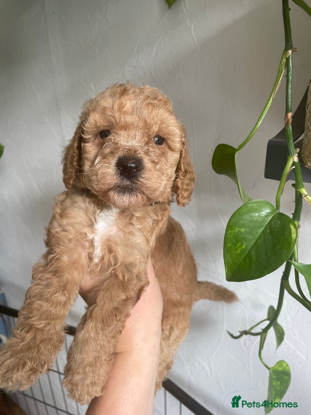 Cockapoo dogs for sale: cockapoos F1b 2 gorgeous pups 1 boy💙 1girl🩷 - Image 1