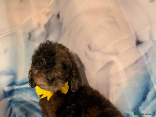 Miniature Poodle dogs - Advert 12