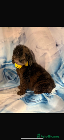 Miniature Poodle dogs - Advert 4