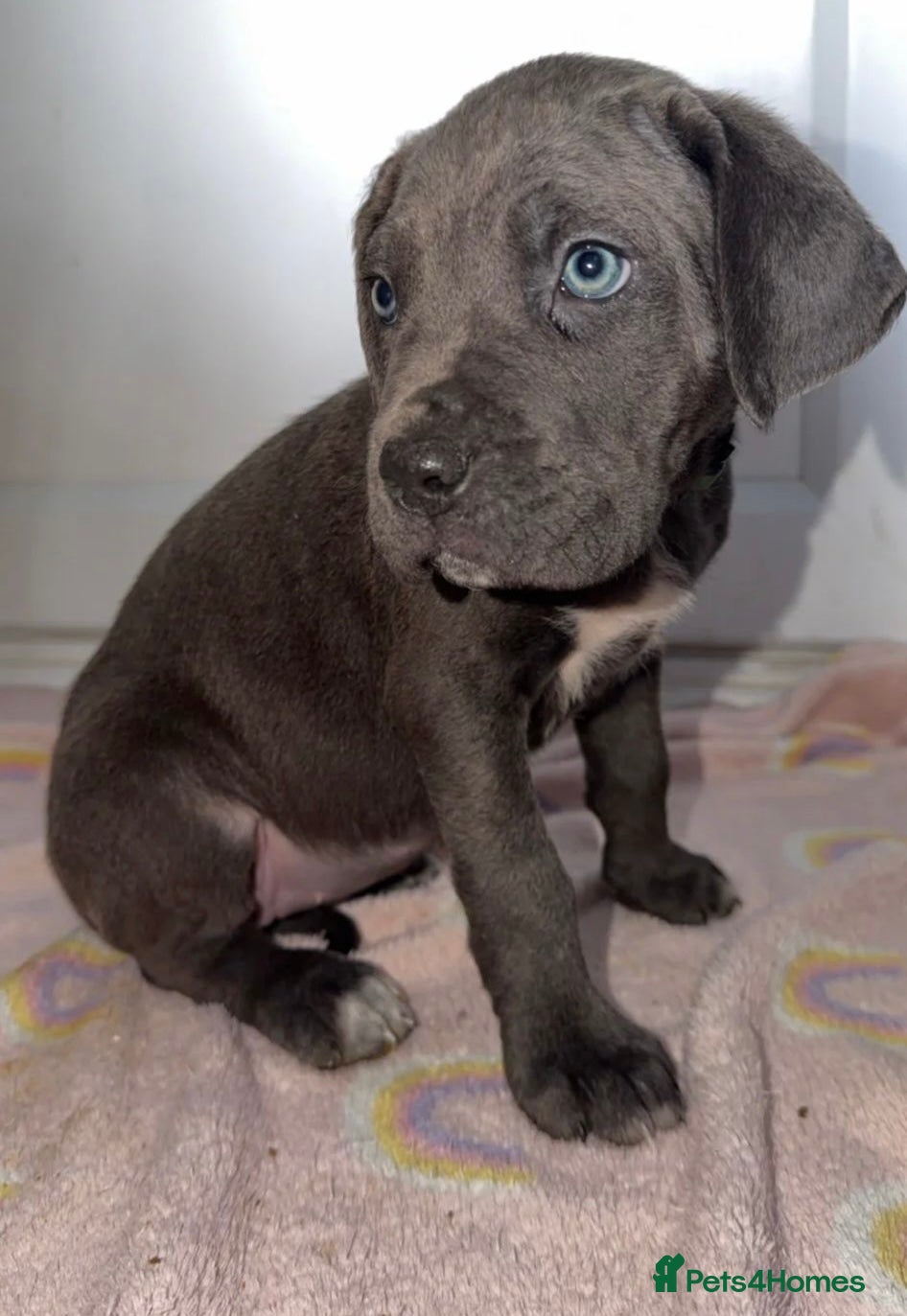 Cane Corso dogs Cane corso female puppy. - Advert 9