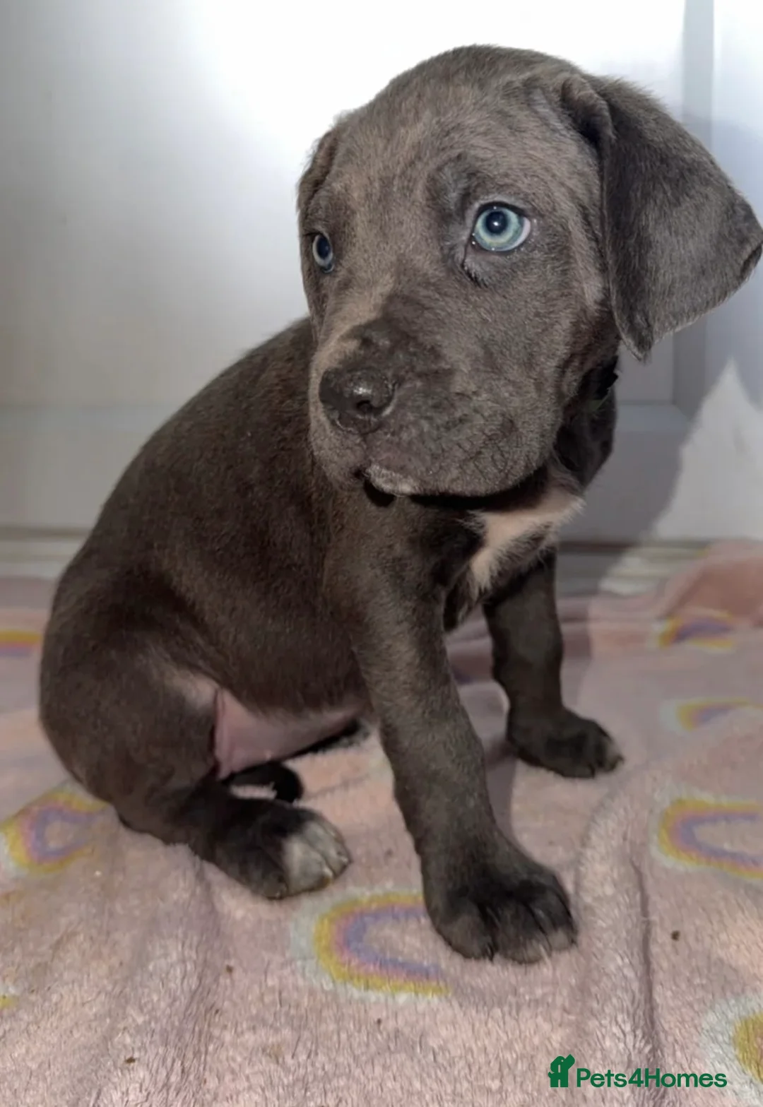 Cane Corso dogs for sale: Cane corso female puppy. in Croydon - Advert 1