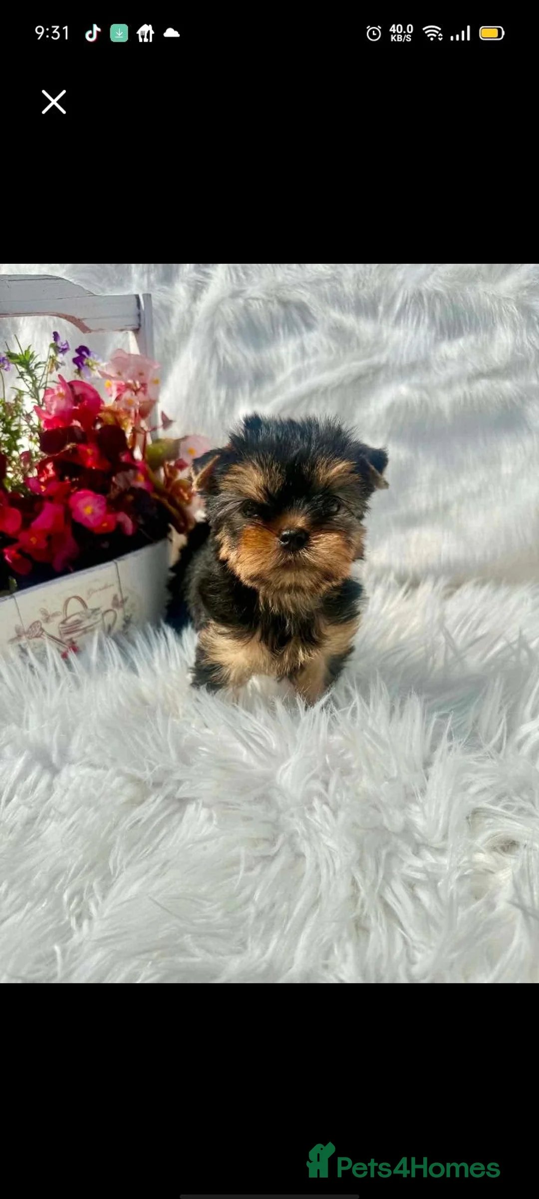 Yorkshire Terrier dogs for sale: Mini mini puppies  in Craigavon - Advert 1