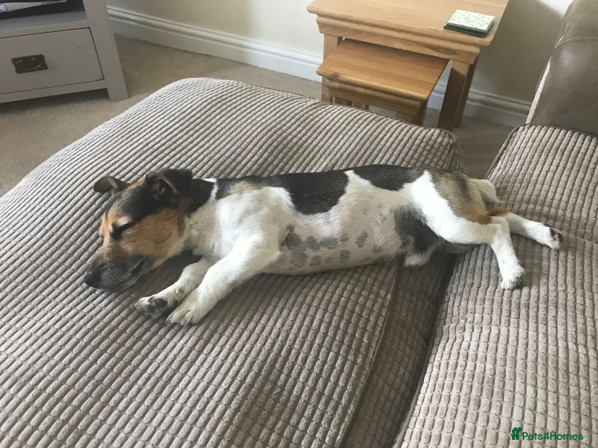 Jack Russell dogs Jack Russell looking for a loving home  - Advert 7